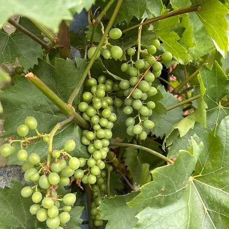 Διαμέρισμα Blaue Maus *