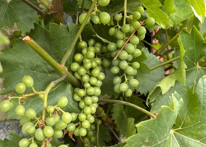 Apartmán Blaue Maus *